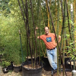 Cascade Gardens - Some of our large Black bamboo, new culms are Green.