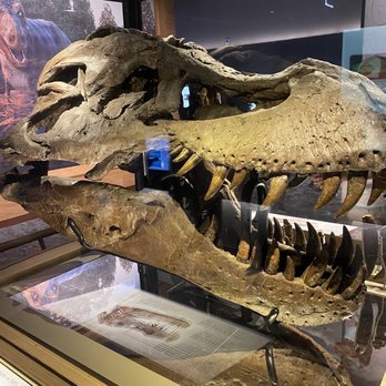Field Museum - Museums Near Me - Chicago, Illinois