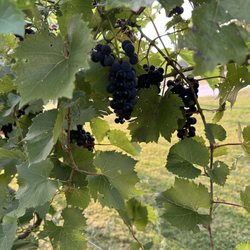 Duck Creek Vineyard and Winery