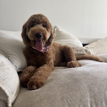 Fur Shore Dog Grooming - Golden Doodle Haircut - Pet Groomers Near Me - Rockledge, Florida Fur Shore Dog Grooming - Golden Doodle Haircut - Pet Groomers Near Me - Rockledge, Florida