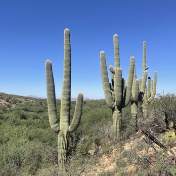 Catalina State Park - Parks Near Me - Tucson, Arizona Catalina State Park - Parks Near Me - Tucson, Arizona