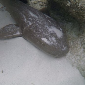 Bahia Honda State Park - Nurse shark chilling - Parks Near Me - Big Pine Key, Florida