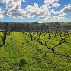 Heron's Flight  Cellar Door - Views