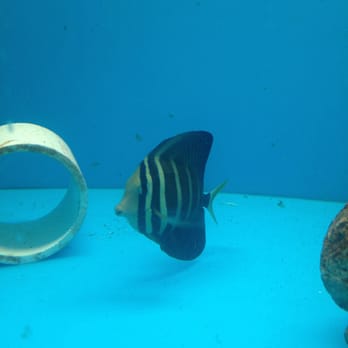 A Tropical Reef - If he don't have it, he will get it! Some of the most exotic stuff I have seen in quite a while! Thanks for the ray and the salf - Local Fish Stores Near Me - Seminole, Florida A Tropical Reef - If he don't have it, he will get it! Some of the most exotic stuff I have seen in quite a while! Thanks for the ray and the salf - Local Fish Stores Near Me - Seminole, Florida
