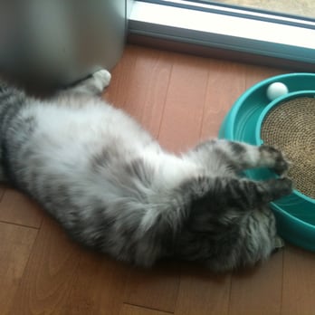 Saving Grace Pet Care - Kira -- happily playing and "tummy up" when Paul visited. - Dog Walkers Near Me Saving Grace Pet Care - Kira -- happily playing and "tummy up" when Paul visited. - Dog Walkers Near Me