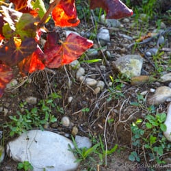 Nice Wine Tours - Soil in Bellet
