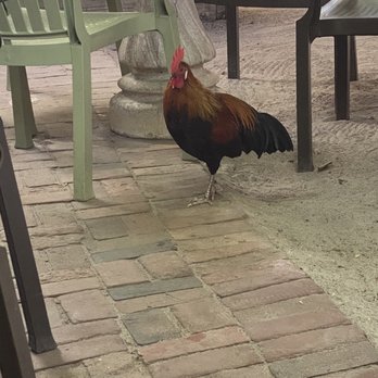 Blue Heaven - Breakfast & Brunch Near Me - Key West, Florida Blue Heaven - Breakfast & Brunch Near Me - Key West, Florida