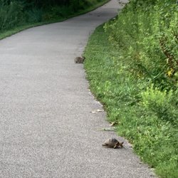 Heritage Greenway Bridge and Trail - Occasionally, one can spot a tortoise and a hare at the same time. :)