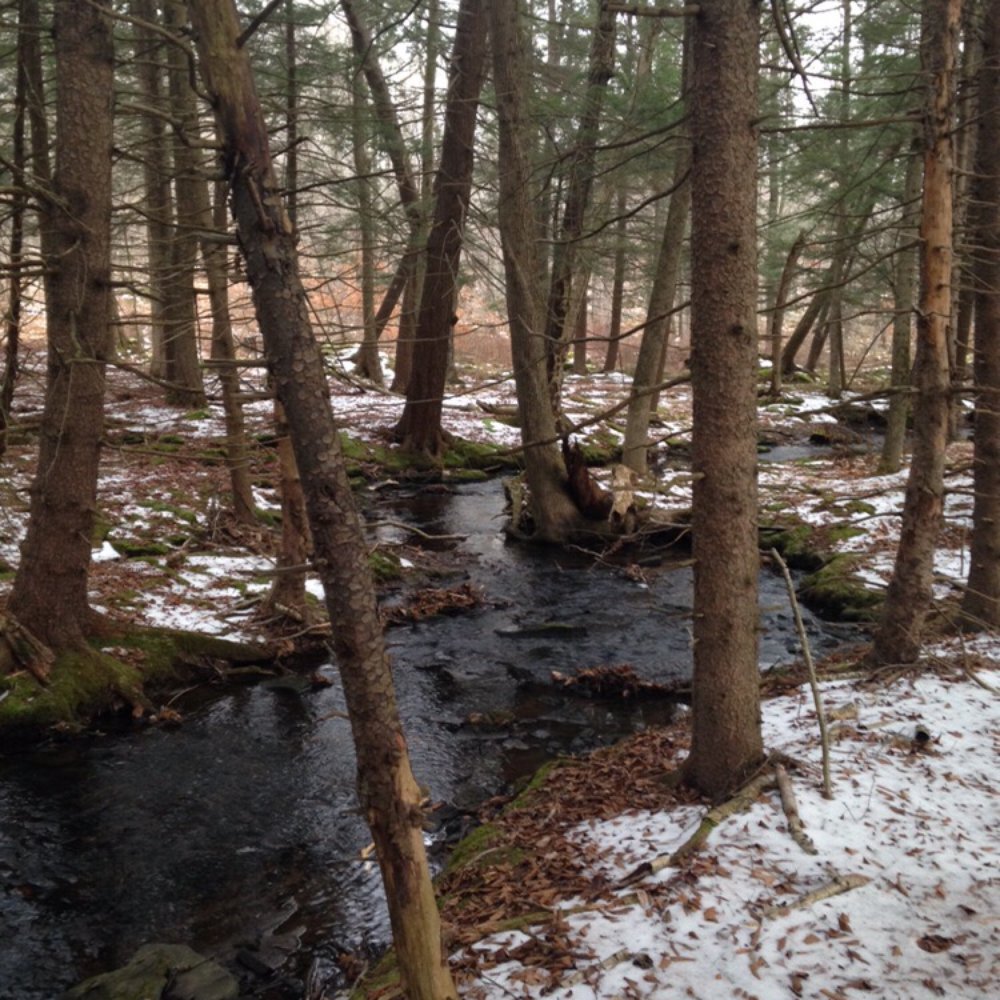 Himalayan Institute - The 3 marked hiking trails are beautiful. - Yoga Near Me - Honesdale, Pennsylvania