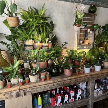 Amici Coffee Co. - Plant Shop - Coffee & Tea Near Me - Horsham, WSX Amici Coffee Co. - Plant Shop - Coffee & Tea Near Me - Horsham, WSX