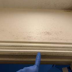 Ready Set Restoration - visible growth - humidity
