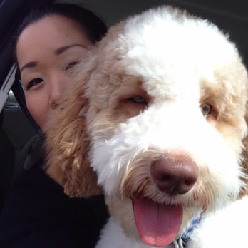 Petite Pet Gallery - Australian Labradoodle - after - Pet Groomers Near Me - Brentwood, Maryland Petite Pet Gallery - Australian Labradoodle - after - Pet Groomers Near Me - Brentwood, Maryland