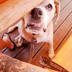 Nickel Beer Company - Dog friendly