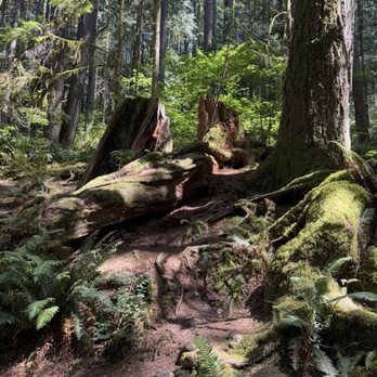 Lynn Canyon Park - Parks Near Me - North Vancouver, British Columbia