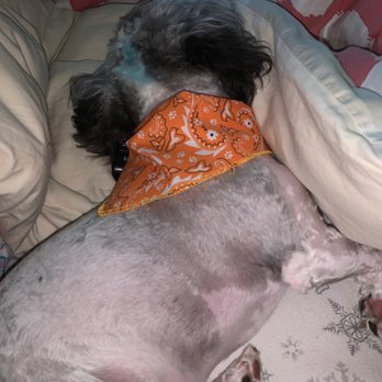Pono's Pooch Spa - Oreo lounging, happy, smelling and looking good! - Pet Groomers Near Me - Hawthorne, California