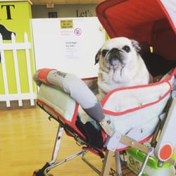 Save Me From the Dog House, Dog Training - Pixie the pug feeling fresh after her oatmeal bath!
