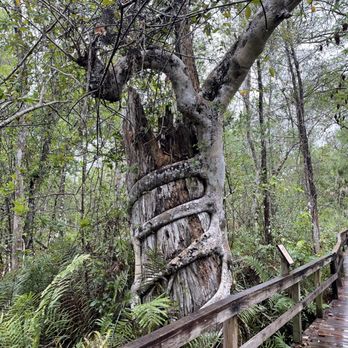 Big Cypress Bend Boardwalk - Strangler Fig - Parks Near Me - Naples, Florida