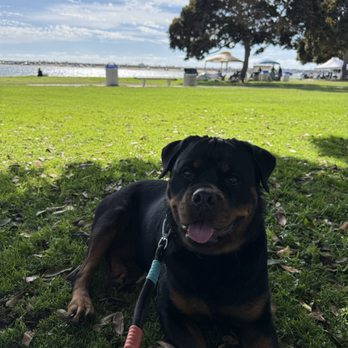 Matan Dog Training - Pet Training Near Me - Thousand Oaks, California Matan Dog Training - Pet Training Near Me - Thousand Oaks, California