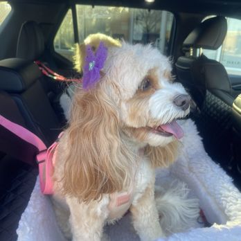 ALL4K9 - Pet Sitting Near Me - Cary, Illinois