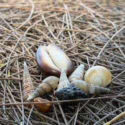 Kahana Beach shells