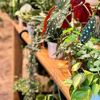 Green House - Nurseries & Gardening Near Me - Granada Hills, California Green House - Nurseries & Gardening Near Me - Granada Hills, California