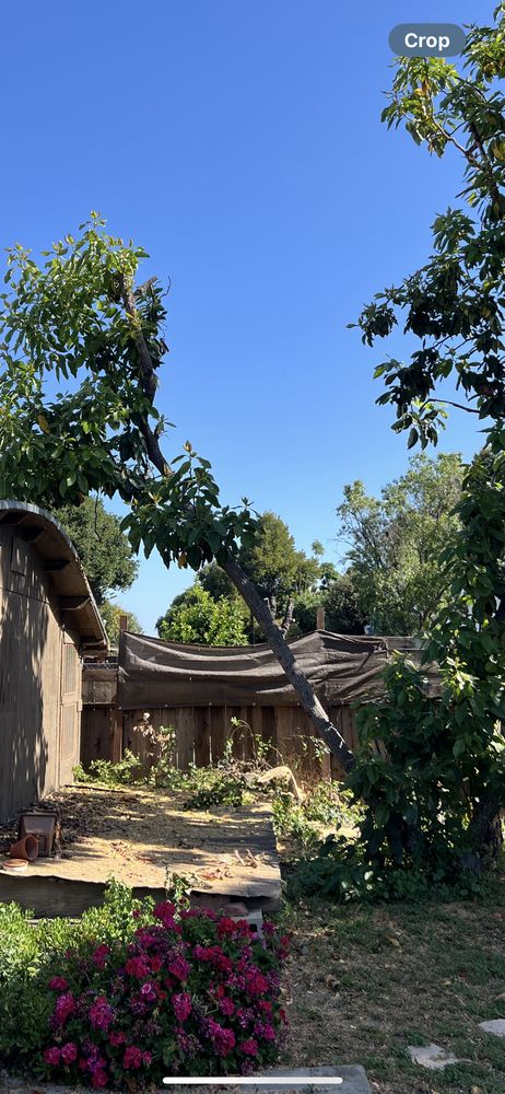 A1 Tree Care - tree service in San Jose, CA
