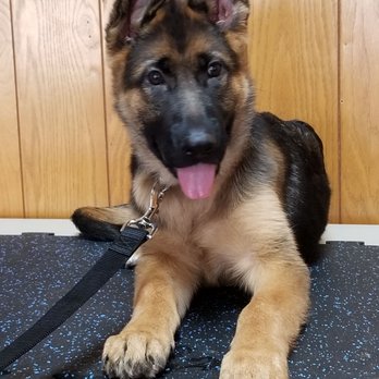The Leash Connection - Pet Training Near Me - Lexington, South Carolina The Leash Connection - Pet Training Near Me - Lexington, South Carolina