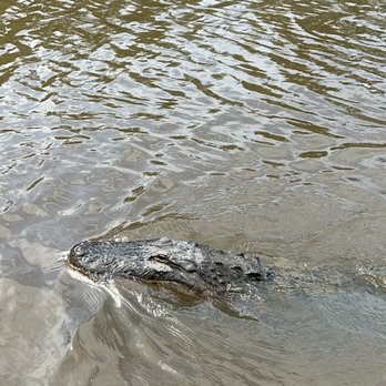 Gulf Coast Gator Ranch & Tours - Boat Tours Near Me - Moss Point, Mississippi