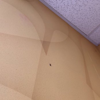 Dunkin' - a black bug on the floor - Donuts Near Me - Hampstead, North Carolina Dunkin' - a black bug on the floor - Donuts Near Me - Hampstead, North Carolina