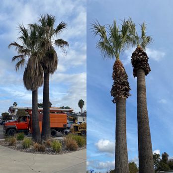 The Tree Bros - Before and after - Tree Services Near Me The Tree Bros - Before and after - Tree Services Near Me