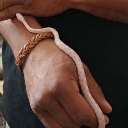 Baby snow corn snake Baby snow corn snake