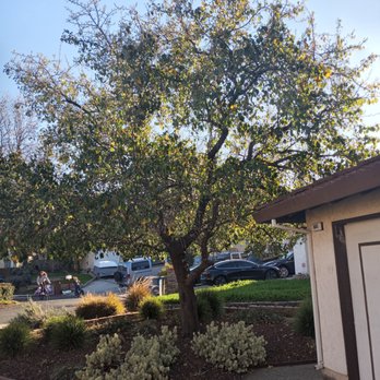 Reasonable Tree Services - Tree Services Near Me Reasonable Tree Services - Tree Services Near Me