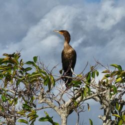 Royal Palm Visitor Center, Everglades National Park