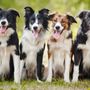 Photo of Minnesota Veterinary Associates