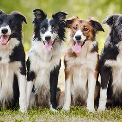 Minnesota Veterinary Associates