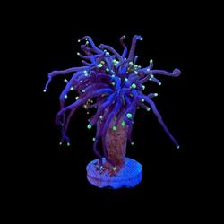 Skip's Reef Supply