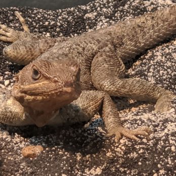 Reptile City - Pet Stores Near Me - Honey Grove, Texas Reptile City - Pet Stores Near Me - Honey Grove, Texas