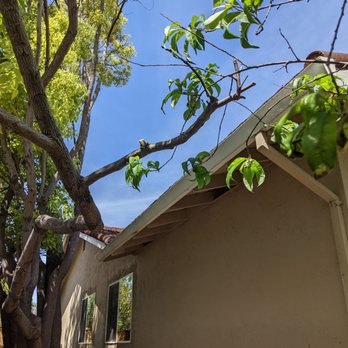 Emerald View Tree Service - Branches were growing over the roof prior to this. - Tree Services Near Me - San Jose, California