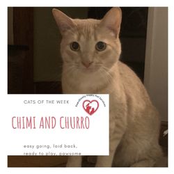 Pawsitively Happy Pet Services - Cat of the Week
