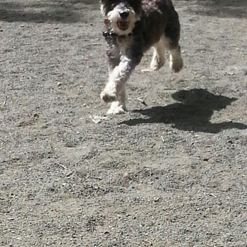 Trail Tails LLC - Having a blast at Trail Tails camp! - Dog Walkers Near Me - New York, New York Trail Tails LLC - Having a blast at Trail Tails camp! - Dog Walkers Near Me - New York, New York