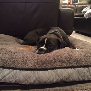 LonestarDogTrainer - Puppy resting on her bed - Pet Training Near Me LonestarDogTrainer - Puppy resting on her bed - Pet Training Near Me