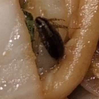 Hamachi 34 - Zoom of cockroach - Japanese Near Me - New York, New York Hamachi 34 - Zoom of cockroach - Japanese Near Me - New York, New York