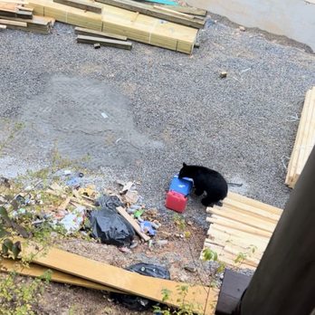 Vacasa - Bear getting into the random bags of trash left all over the construction site literally feet from the back porch of the cabin. - Vacation Rentals Near Me Vacasa - Bear getting into the random bags of trash left all over the construction site literally feet from the back porch of the cabin. - Vacation Rentals Near Me