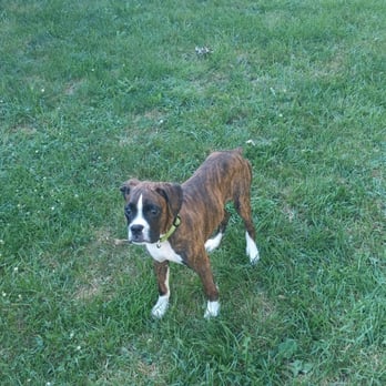 Spencer's Shady Grove Kennel - Pet Breeders Near Me Spencer's Shady Grove Kennel - Pet Breeders Near Me