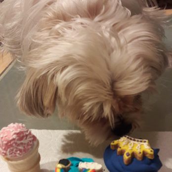 Biscuits Pet Boutique - Roxie's 4 years old BD! He loved cup cakes!!! - Pet Stores Near Me - San Jose, California