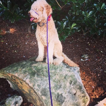 Orlando Dog Wizard - Big Ben using the place command to learn some impulse control at Lake Eola Park. - Pet Training Near Me Orlando Dog Wizard - Big Ben using the place command to learn some impulse control at Lake Eola Park. - Pet Training Near Me