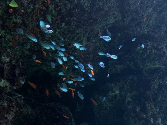 Okinawa Churaumi Aquarium by null