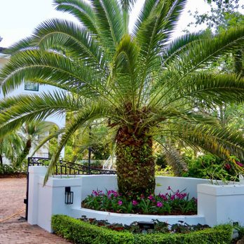 PHB Landscaping & Nursery - palm tree in front of a white house - Landscaping Near Me - Miami, Florida PHB Landscaping & Nursery - palm tree in front of a white house - Landscaping Near Me - Miami, Florida