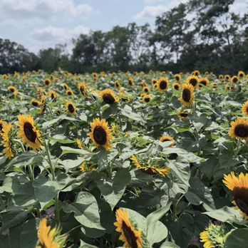 Spencer Farm - Spencer Farm - Pick Your Own Farms Near Me - Noblesville, Indiana