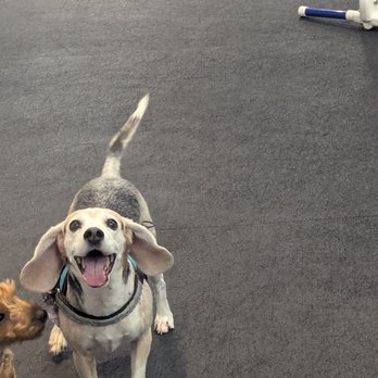 Zoom Room Dog Training - My beagle loves play coming here to play. The play groups are so much fun for her - Pet Training Near Me - Huntington Beach, California Zoom Room Dog Training - My beagle loves play coming here to play. The play groups are so much fun for her - Pet Training Near Me - Huntington Beach, California